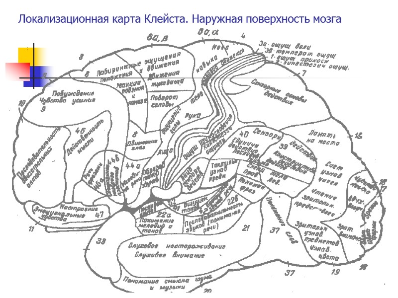 Локализационная карта Клейста. Наружная поверхность мозга